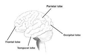 The brain is divided into four distinct lobes, which are responsible for very specific functions.