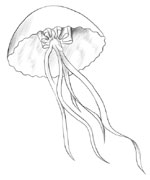 Jellyfish usually have a mushroom shape and a gel-like body.