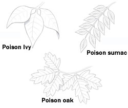 Poison ivy, poison oak, and poison sumac can cause severe rashes and itching.