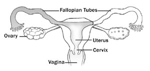 A woman's reproductive organs.