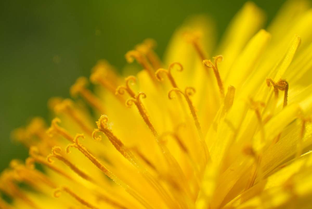 Dandelion pollen can cause allergies and asthma in children