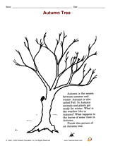 Autumn Tree